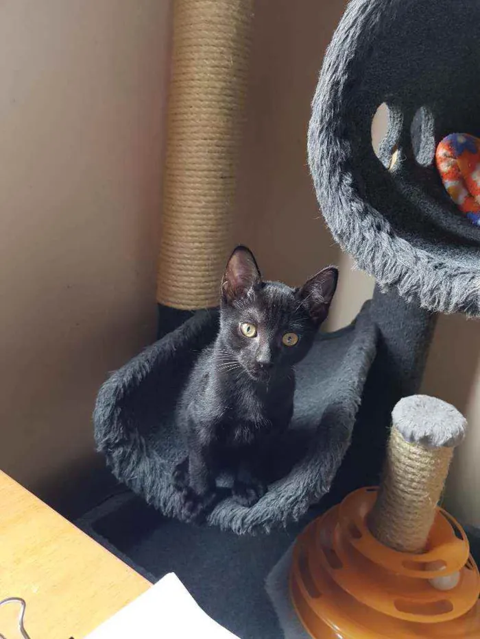 Gato ra a SRD idade 2 a 6 meses nome Valentim