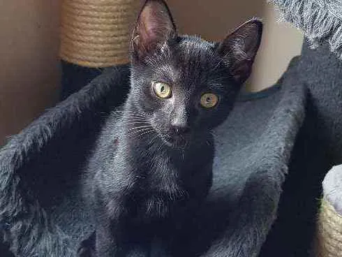 Gato ra a SRD idade 2 a 6 meses nome Valentim