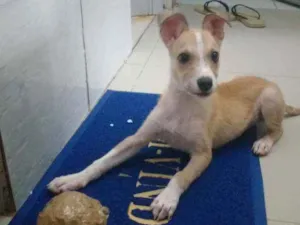 Cachorro raça Não sei idade 2 a 6 meses nome Jake