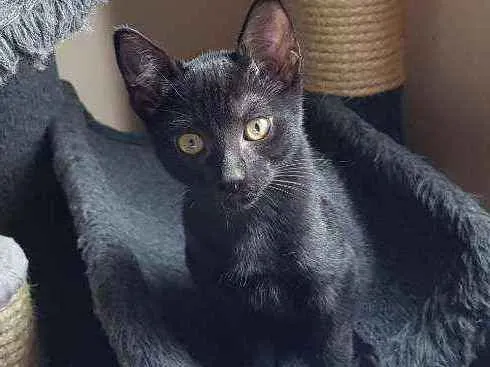 Gato ra a SRD idade 2 a 6 meses nome Valentim