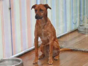 Cachorro raça SRD idade 1 ano nome CARAMELO 