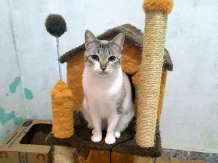 Gato ra a Vira lata idade 4 anos nome Lize