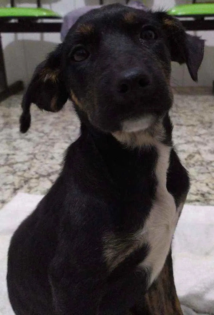 Cachorro ra a Vira-latas idade 2 a 6 meses nome Amora