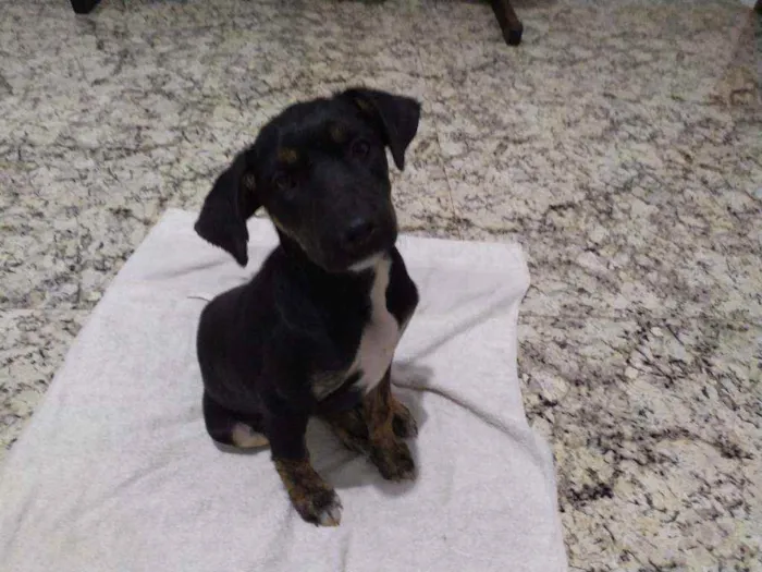 Cachorro ra a Vira-latas idade 2 a 6 meses nome Amora