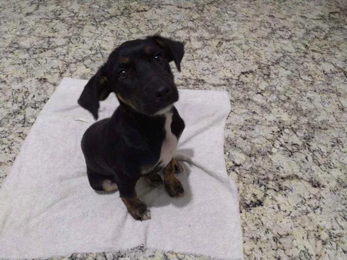 Cachorro ra a Vira-latas idade 2 a 6 meses nome Amora