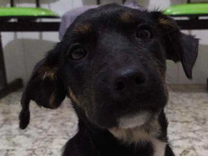 Cachorro ra a Vira-latas idade 2 a 6 meses nome Amora