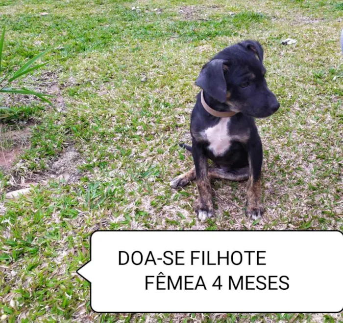 Cachorro ra a Vira-latas idade 2 a 6 meses nome Amora