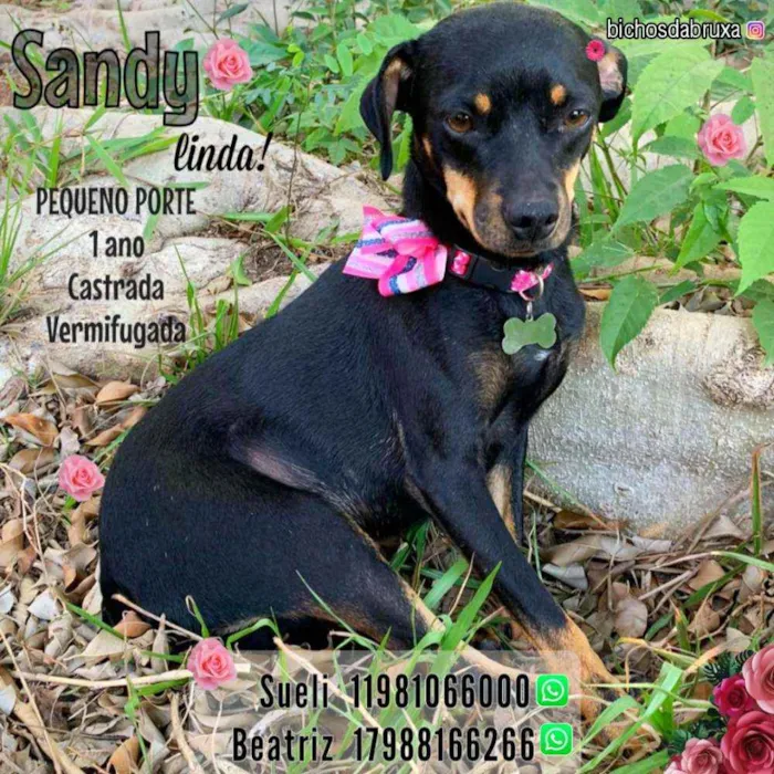 Cachorro ra a Srd idade 1 ano nome Sandy