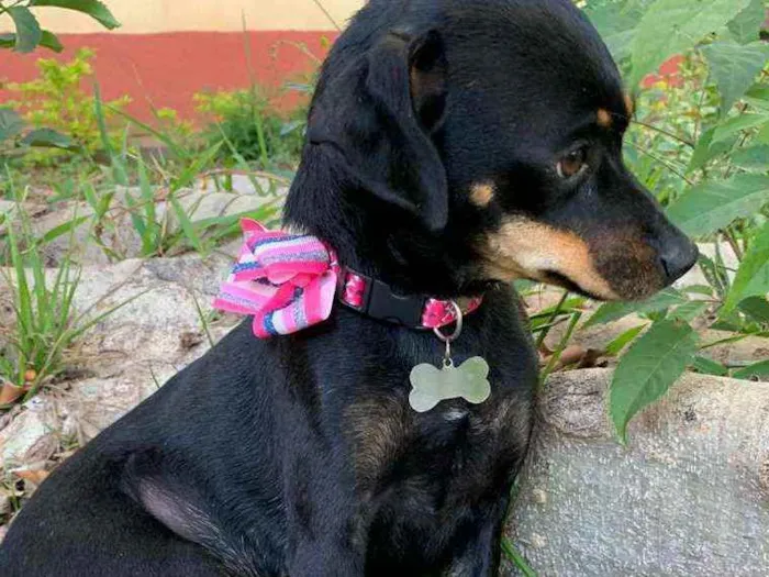 Cachorro ra a Srd idade 1 ano nome Sandy