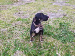 Cachorro raça Vira-latas idade 2 a 6 meses nome Amora
