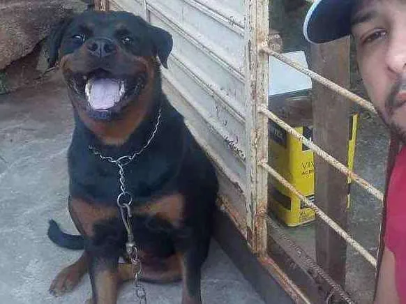 Cachorro ra a Rotweiller idade 2 anos nome Maya