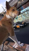 Mel