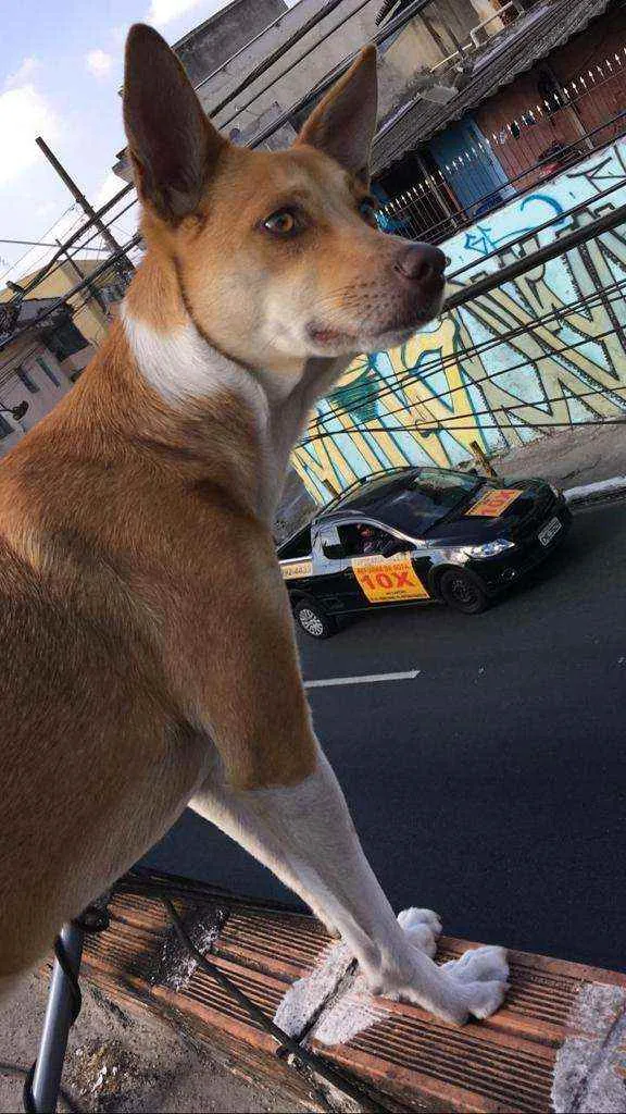 Cachorro ra a Srd idade 2 anos nome Mel