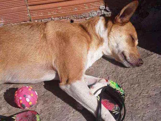 Cachorro ra a Srd idade 2 anos nome Mel