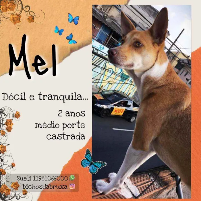 Cachorro ra a Srd idade 2 anos nome Mel