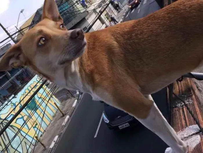 Cachorro ra a Srd idade 2 anos nome Mel