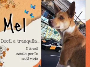 Cachorro raça Srd idade 2 anos nome Mel