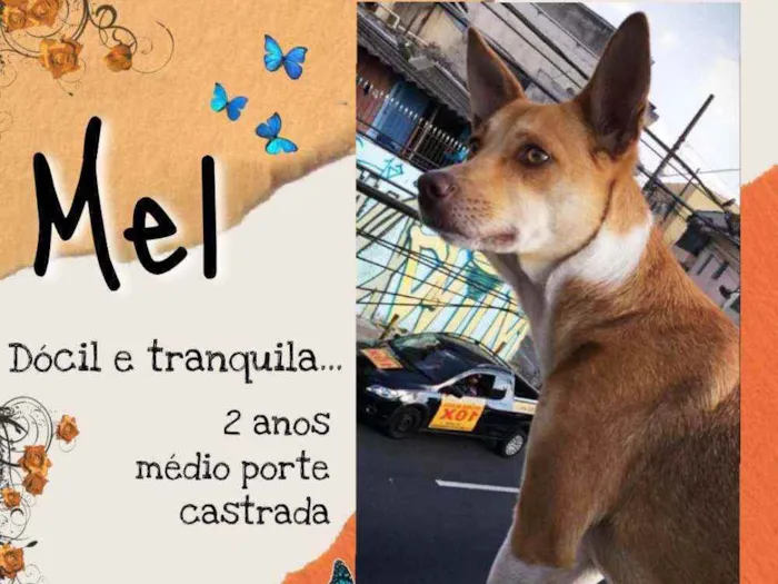 Cachorro ra a Srd idade 2 anos nome Mel