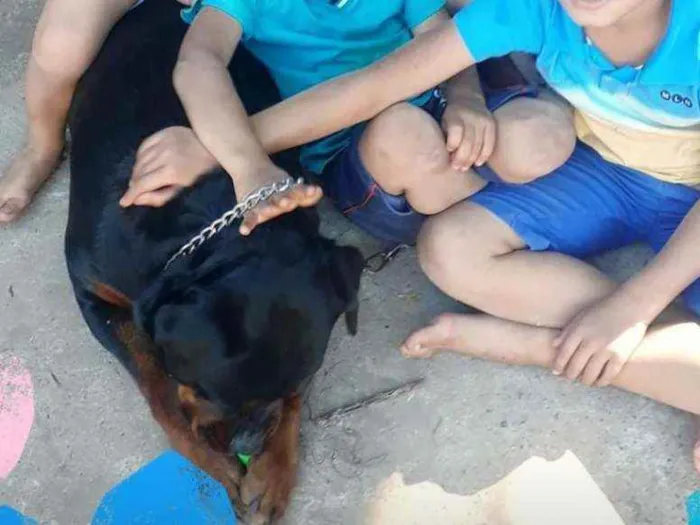 Cachorro ra a Rotweiller idade 2 anos nome Maya