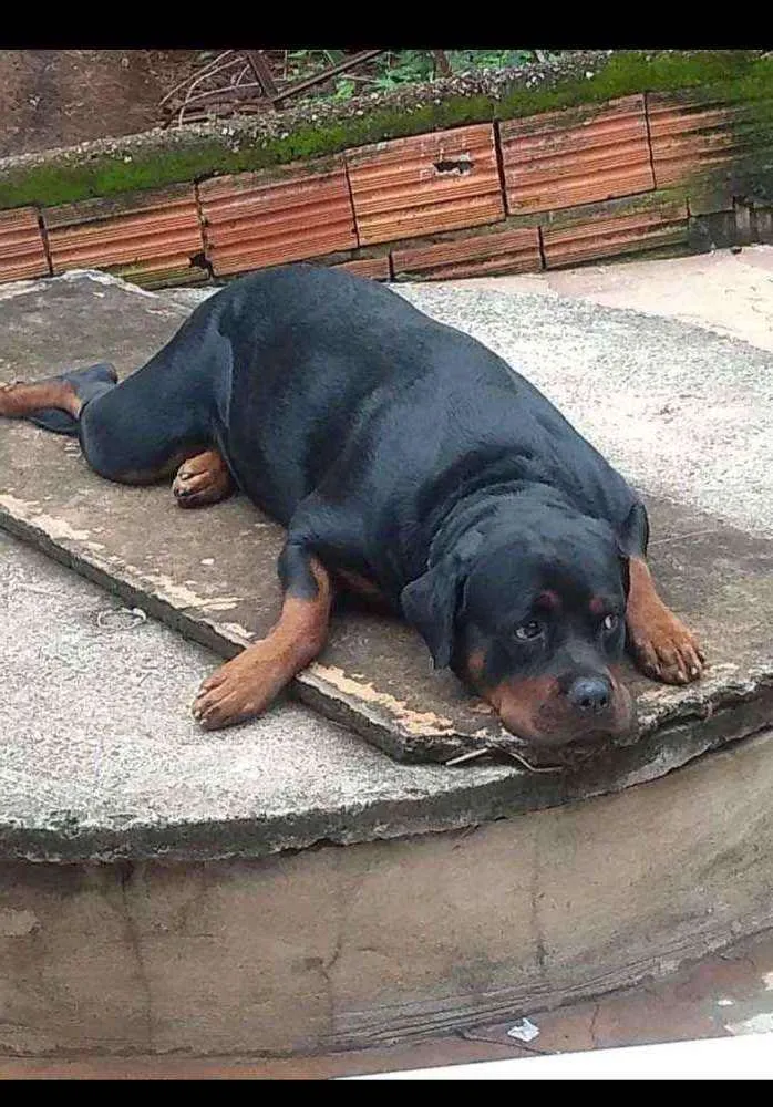 Cachorro ra a Rotweiller idade 2 anos nome Maya