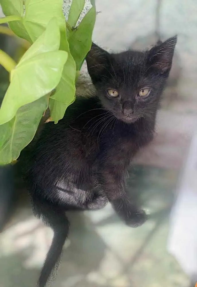 Gato raça  idade 2 a 6 meses nome Sem nome