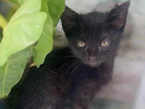 Gato raça  idade 2 a 6 meses nome Sem nome