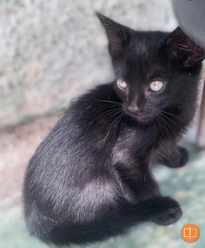 Gato raça  idade 2 a 6 meses nome Sem nome
