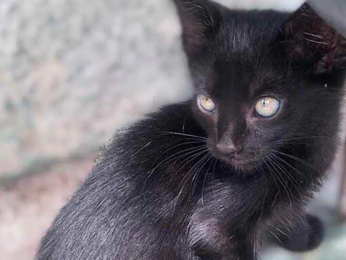 Gato raça  idade 2 a 6 meses nome Sem nome
