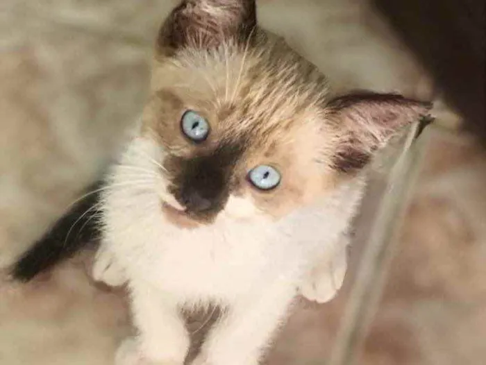 Gato raça  idade 2 a 6 meses nome Sem nome 