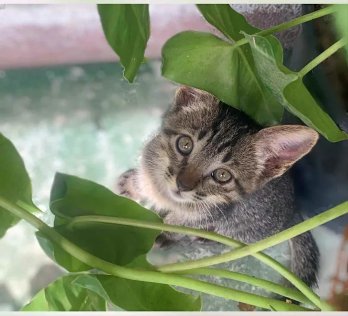 Gato ra a Nenhuma idade 2 a 6 meses nome Moana