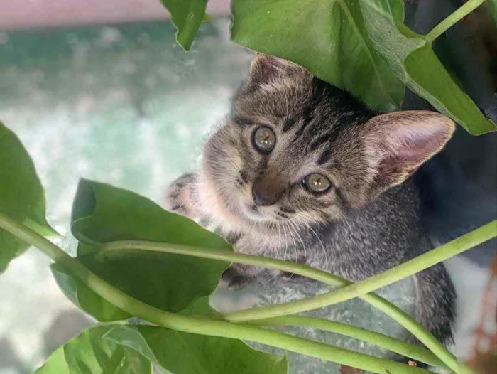 Gato ra a Nenhuma idade 2 a 6 meses nome Moana