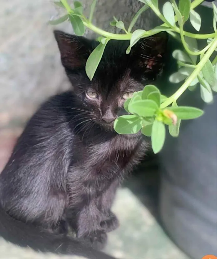 Gato raça  idade 2 a 6 meses nome Sem nome