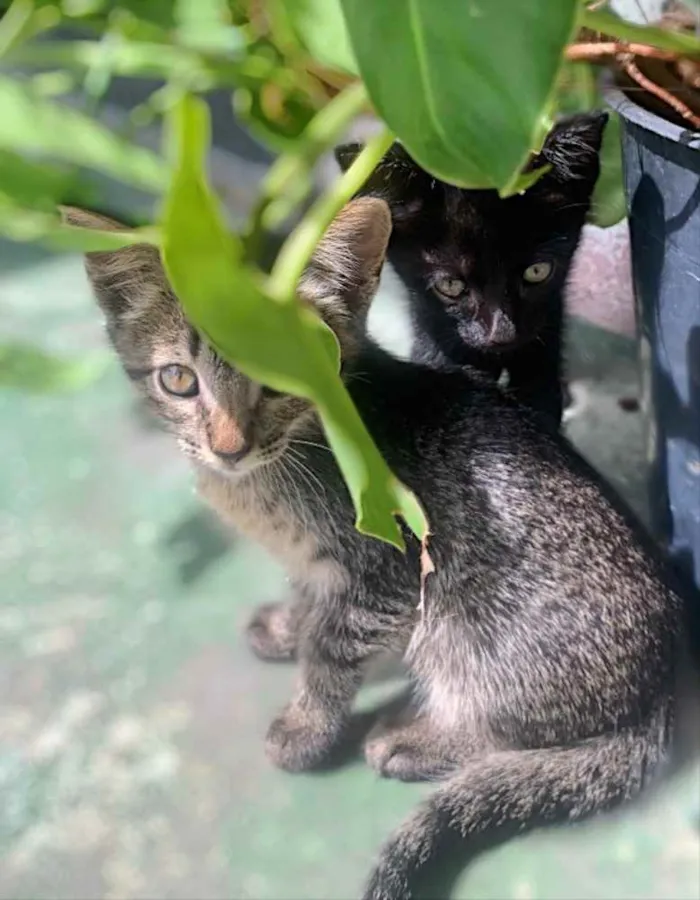 Gato raça  idade 2 a 6 meses nome Sem nome