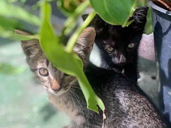 Gato raça  idade 2 a 6 meses nome Sem nome