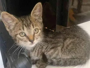 Gato raça Nenhuma idade 2 a 6 meses nome Moana