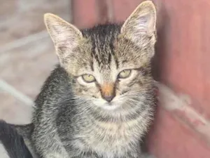 Gato raça  idade 2 a 6 meses nome Sem Nome