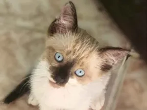 Gato raça  idade 2 a 6 meses nome Sem nome 