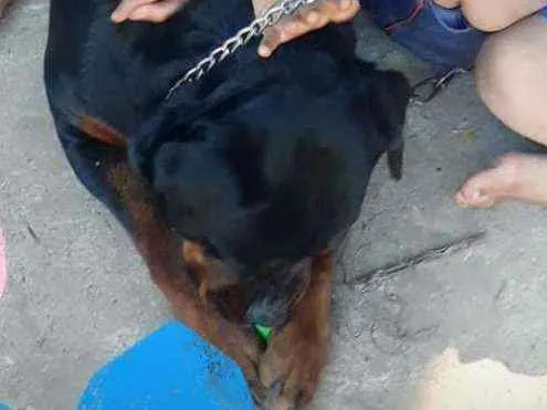 Cachorro ra a Rotweiller idade 2 anos nome Maya