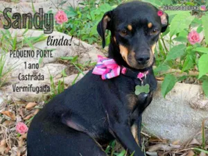 Cachorro raça Srd idade 1 ano nome Sandy