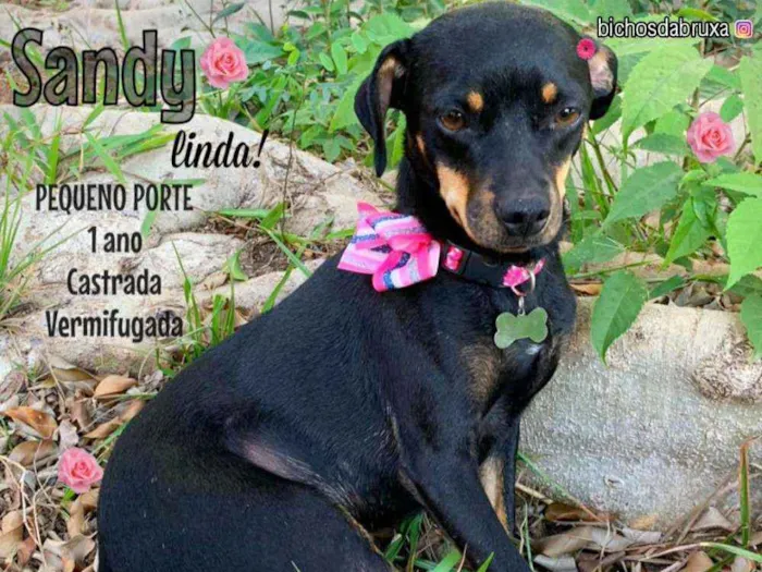 Cachorro ra a Srd idade 1 ano nome Sandy