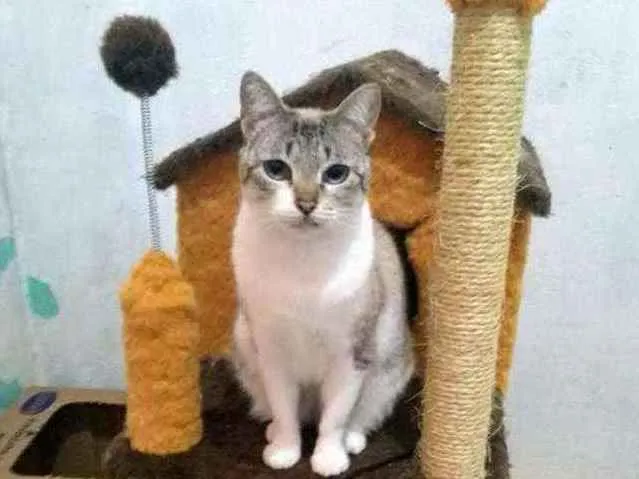 Gato ra a Vira lata idade 4 anos nome Lize