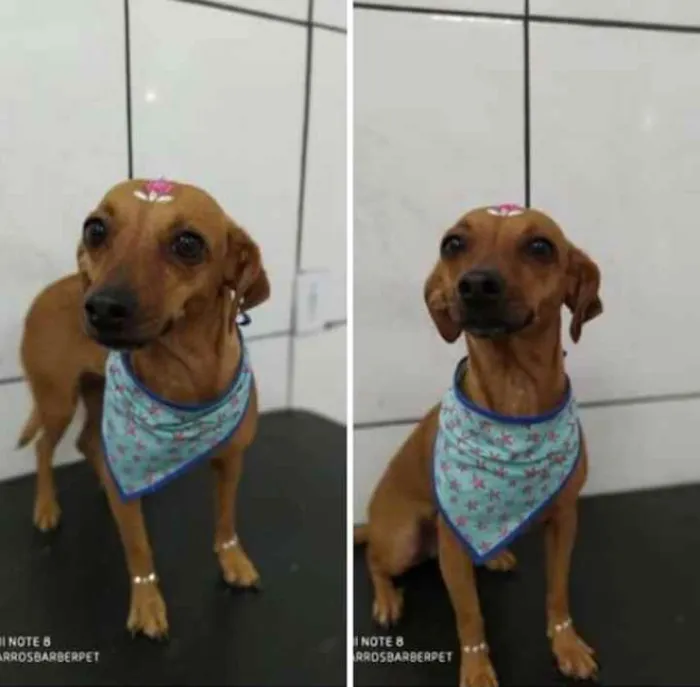 Cachorro ra a Vira lata idade 2 a 6 meses nome Lilica