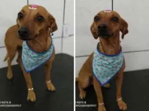 Cachorro raça Vira lata idade 2 a 6 meses nome Lilica