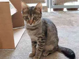 Gato raça Srd idade 2 a 6 meses nome Nina
