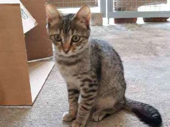 Gato ra a Srd idade 2 a 6 meses nome Nina