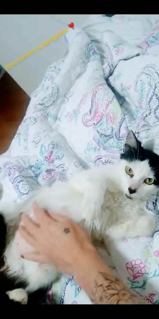 Gato ra a SRD idade 3 anos nome Serena