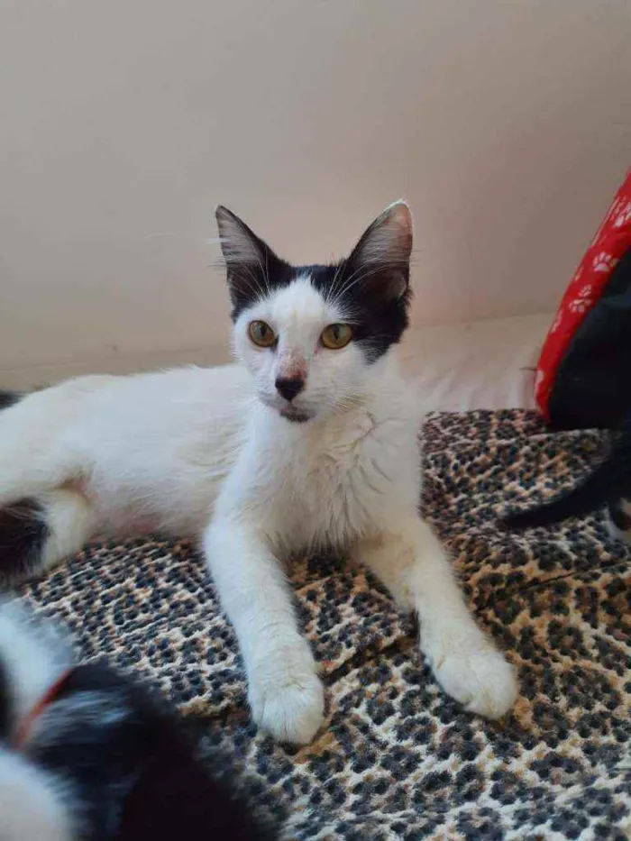 Gato ra a SRD idade 3 anos nome Serena