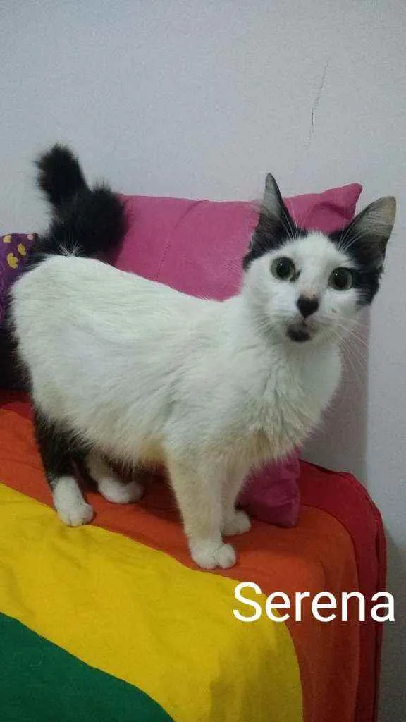 Gato ra a SRD idade 3 anos nome Serena