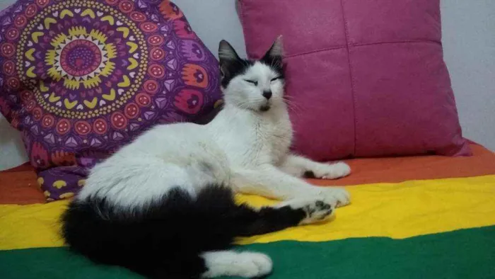 Gato ra a SRD idade 3 anos nome Serena