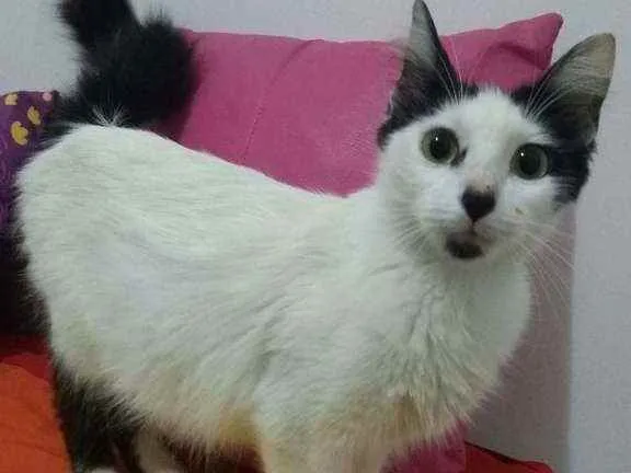 Gato ra a SRD idade 3 anos nome Serena